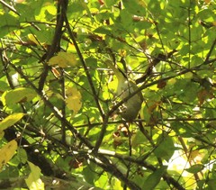 Erpornis zantholeuca