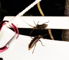 Philus antennatus