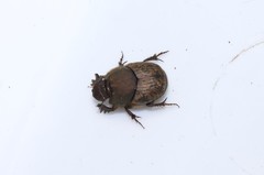 Onthophagus fissicornis