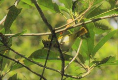 Erpornis zantholeuca