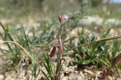 Polygala monspeliaca