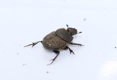Onthophagus fissicornis
