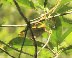Erpornis zantholeuca