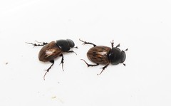 Acrossus luridus