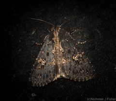 Condica dolorosa