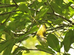 Erpornis zantholeuca