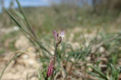 Polygala monspeliaca