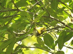 Erpornis zantholeuca