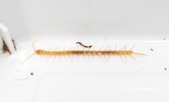 Cryptops anomalans
