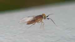 Anagyrus