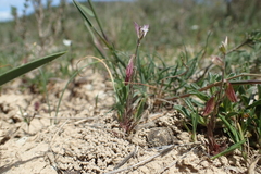 Polygala monspeliaca