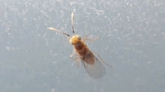 Anagyrus