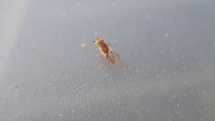 Anagyrus