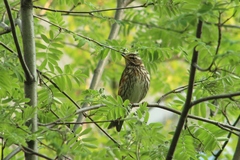 Turdus iliacus
