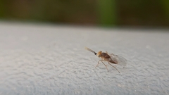 Anagyrus