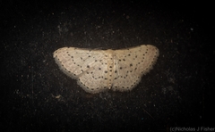 Idaea punctatissima