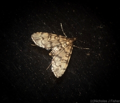 Voliba leptomorpha