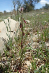 Polygala monspeliaca