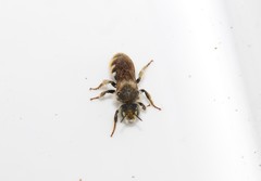 Osmia rufohirta