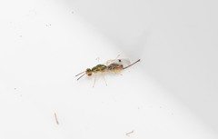 Bootanomyia stigmatizans