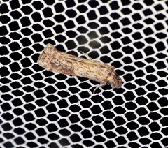 Phycita cirrhodelta