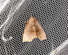 Thalatta fasciosa