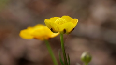 Ranunculus carinthiacus