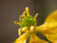 Ranunculus carinthiacus