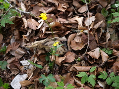 Ranunculus carinthiacus