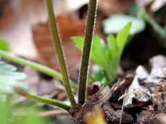 Ranunculus carinthiacus