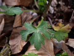 Ranunculus carinthiacus