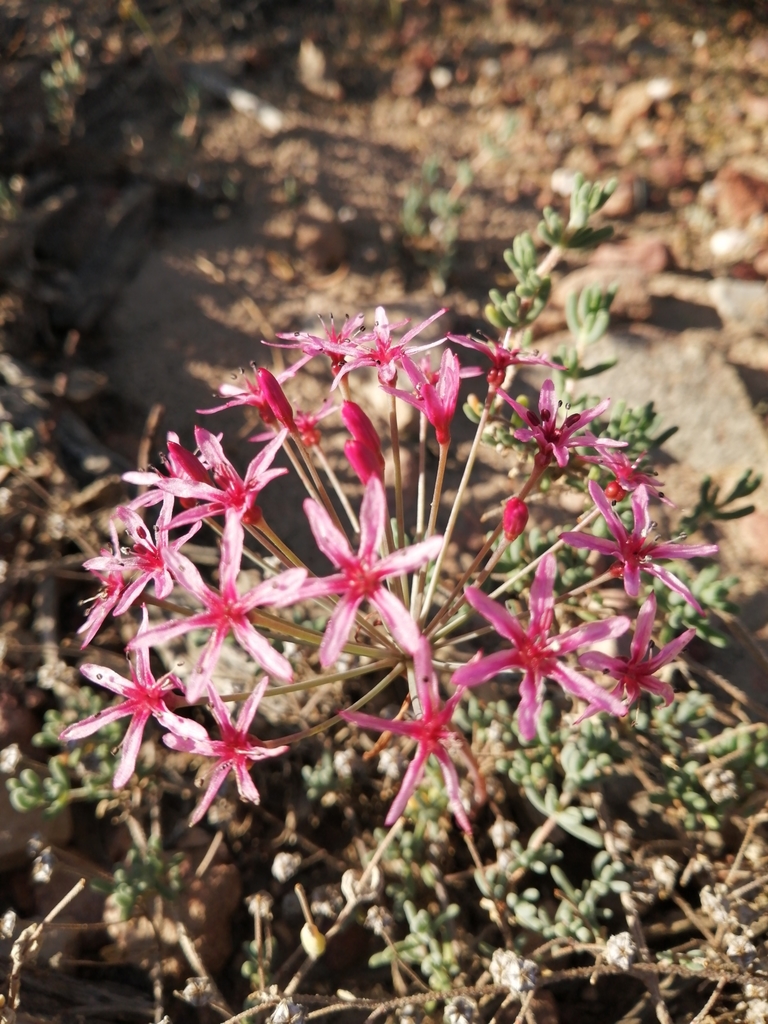 Hessea stellaris, Cape Winelands, ZA-WC, ZA