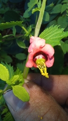 Alonsoa peduncularis