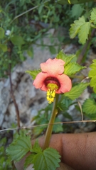 Alonsoa peduncularis