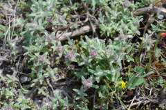 Thymus moldavicus