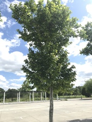 Platanus × hispanica