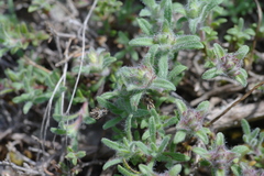 Thymus moldavicus