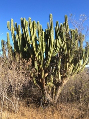 Myrtillocactus schenckii