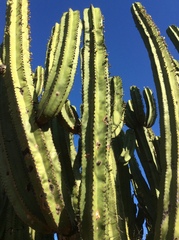 Myrtillocactus schenckii