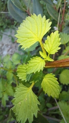 Alonsoa peduncularis