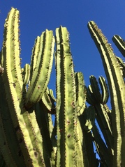 Myrtillocactus schenckii