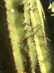 Myrtillocactus schenckii