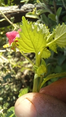 Alonsoa peduncularis