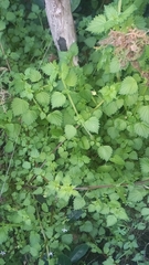 Alonsoa peduncularis