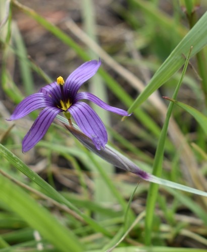 Image of Sisyrinchium hitchcockii by (c) Gail A Baker, some rights reserved (CC BY)