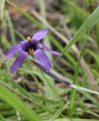 Sisyrinchium hitchcockii