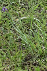 Sisyrinchium hitchcockii