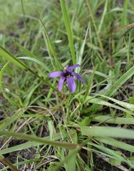 Sisyrinchium hitchcockii