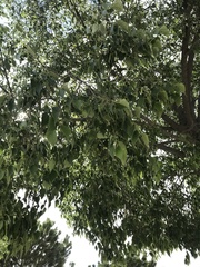 Celtis australis