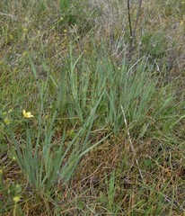 Sisyrinchium hitchcockii